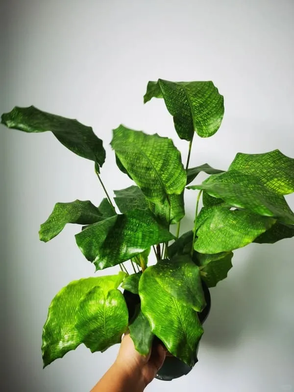 Calathea Musaica (Network Calathea) Care & Styling Guide