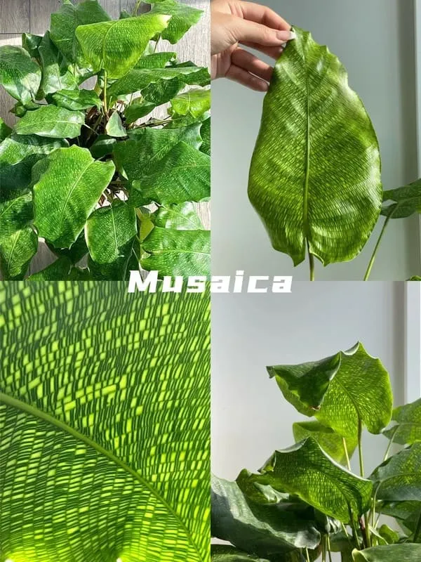 Calathea Musaica (Network Calathea) Care & Styling Guide