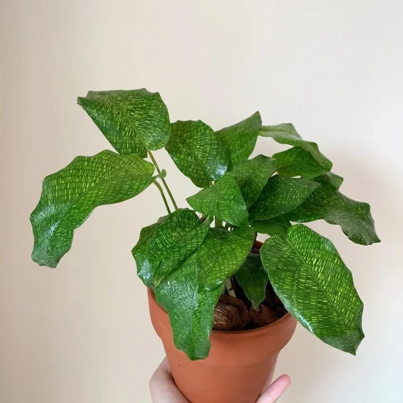 Calathea Musaica (Network Calathea) Care & Styling Guide