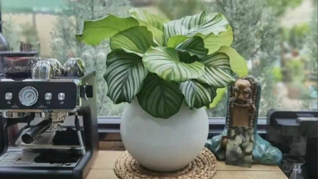 Calathea Orbifolia Care & Growing Guide
