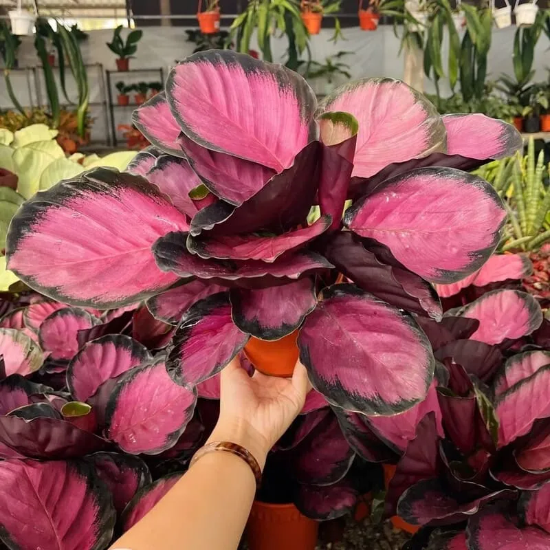 Calathea Roseopicta Care: How to Keep the Pink Leaves Bright Indoors