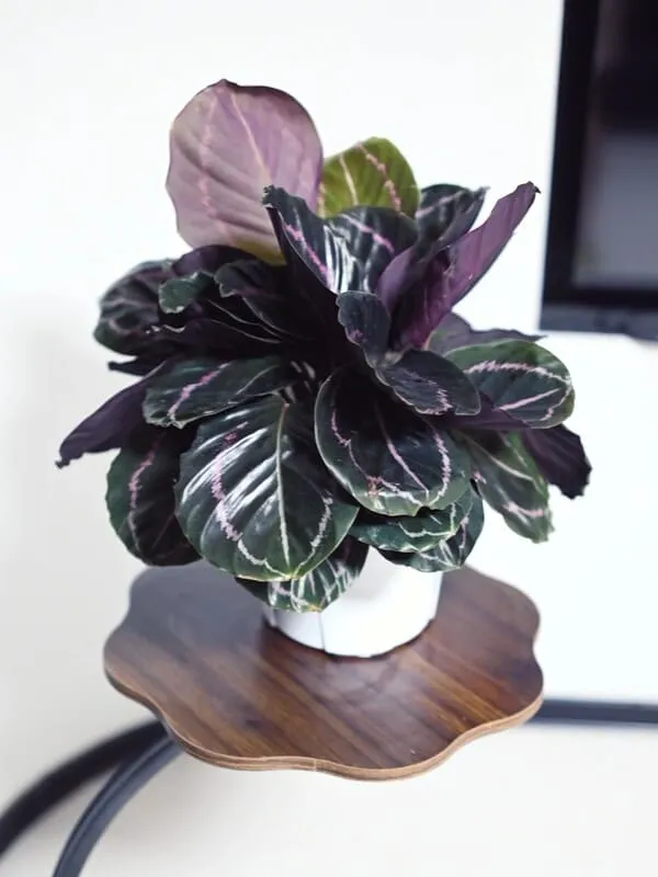 Calathea Roseopicta Care: How to Keep the Pink Leaves Bright Indoors