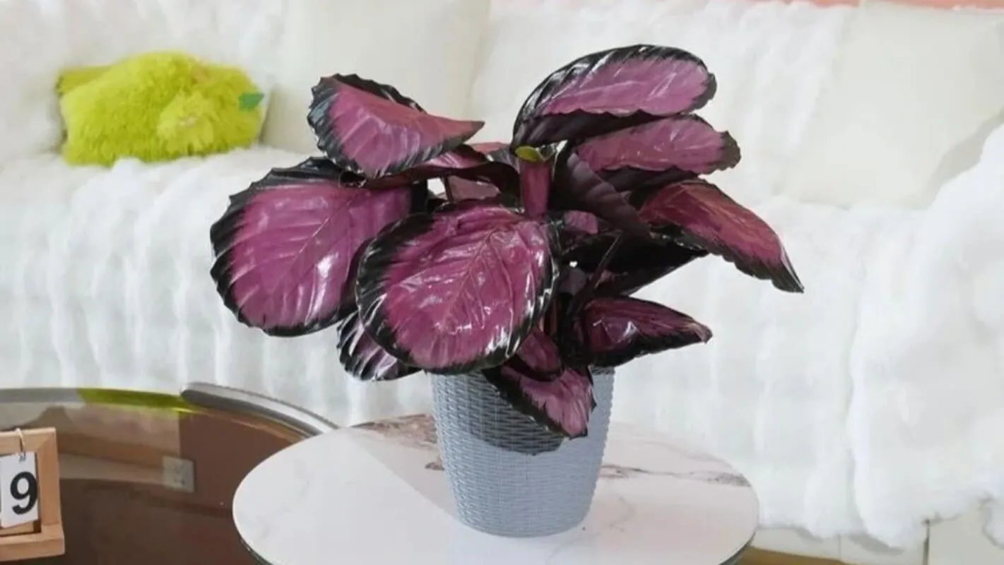 Calathea Roseopicta (Rose Painted Calathea) Care & Propagation Guide (10)