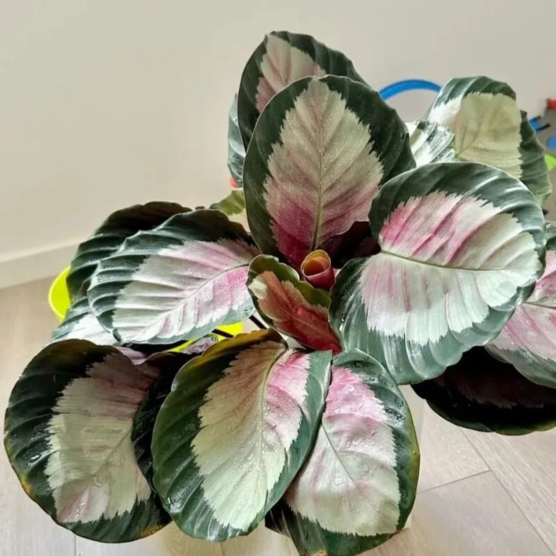 Calathea Roseopicta (Rose Painted Calathea) Care & Propagation Guide (1)