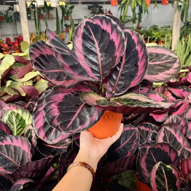 Calathea Roseopicta Care: How to Keep the Pink Leaves Bright Indoors