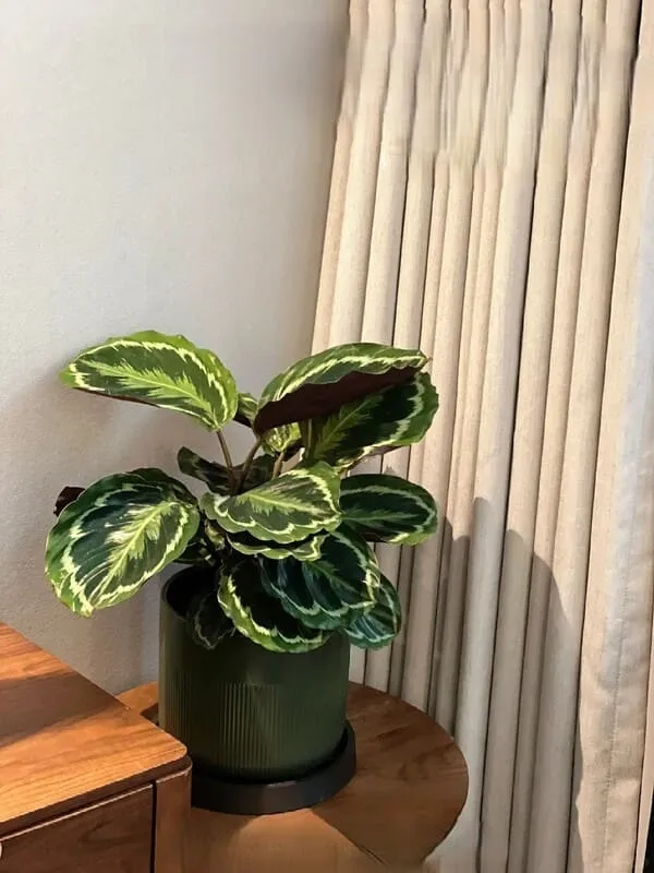 Calathea Roseopicta Care: How to Keep the Pink Leaves Bright Indoors