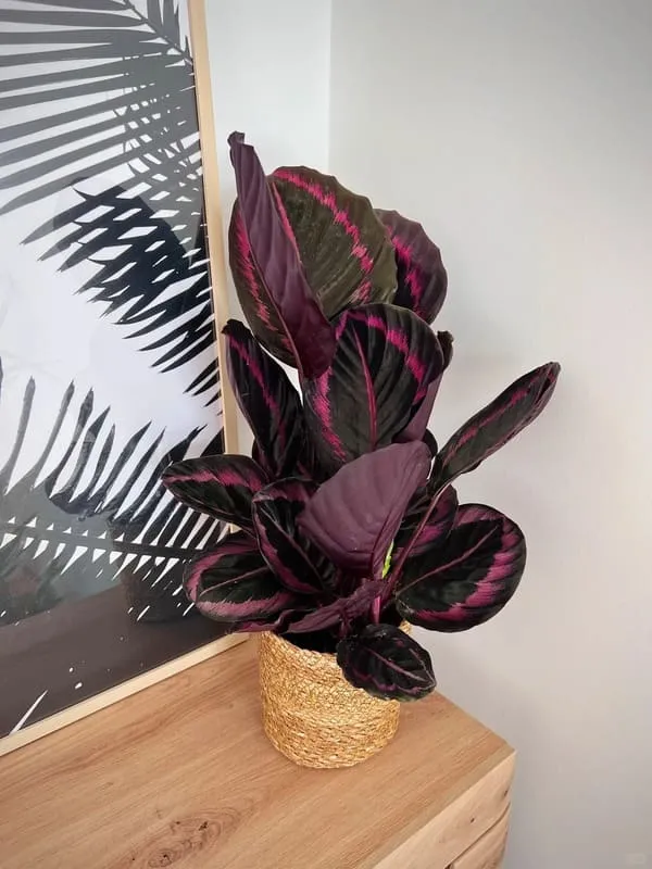 Calathea Roseopicta (Rose Painted Calathea) Care & Propagation Guide (10)