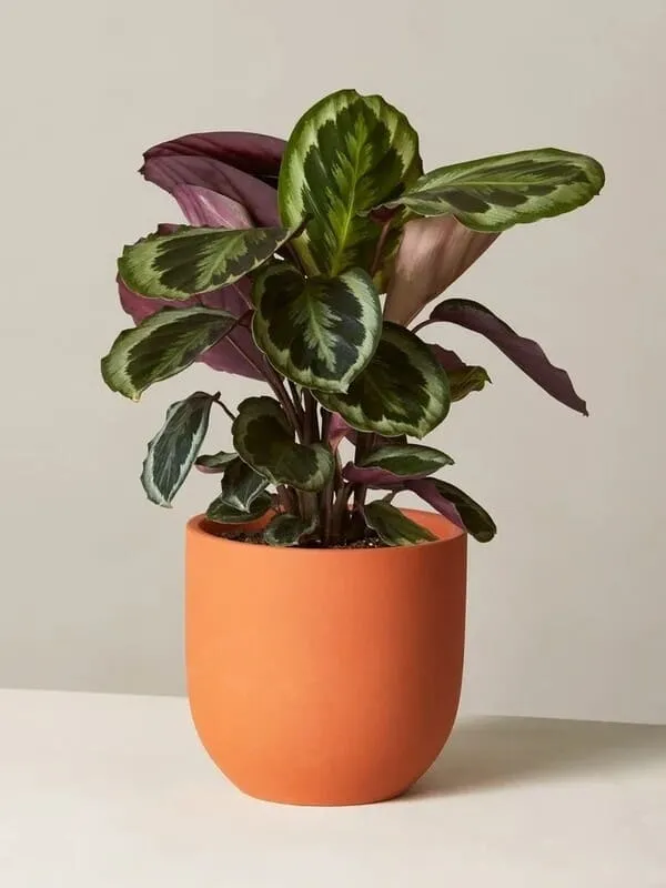 Calathea Roseopicta (Rose Painted Calathea) Care & Propagation Guide (10)