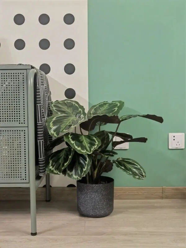 Calathea Roseopicta (Rose Painted Calathea) Care & Propagation Guide (10)