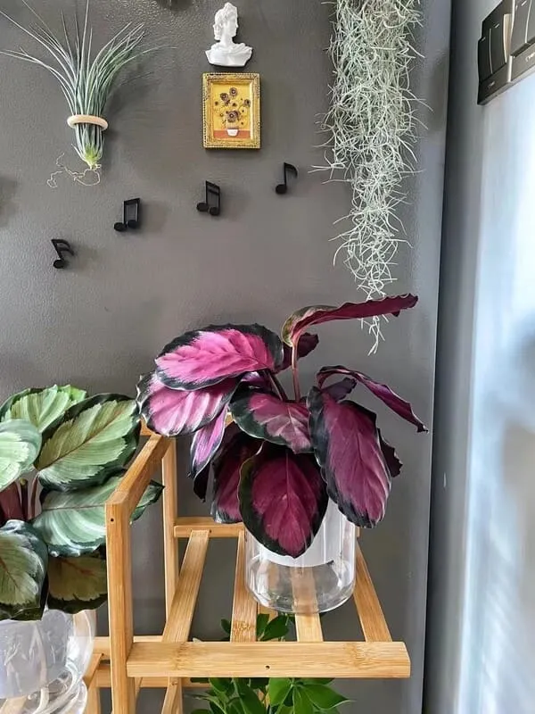 calathea insigne Goeppertia Insignis