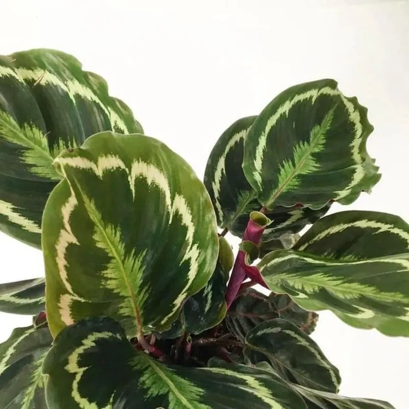 Calathea Roseopicta (Rose Painted Calathea) Care & Propagation Guide (1)