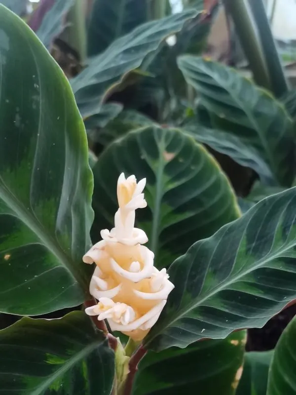 Calathea Warscewiczii (Velvet Calathea) Care Guide