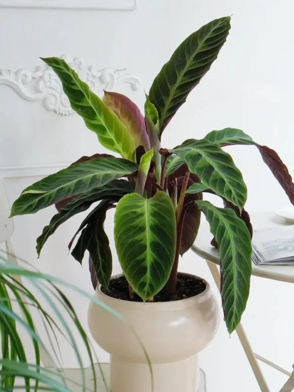 Calathea Warscewiczii (Velvet Calathea) Care Guide
