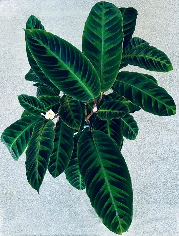 Calathea Warscewiczii (Velvet Calathea) Care Guide