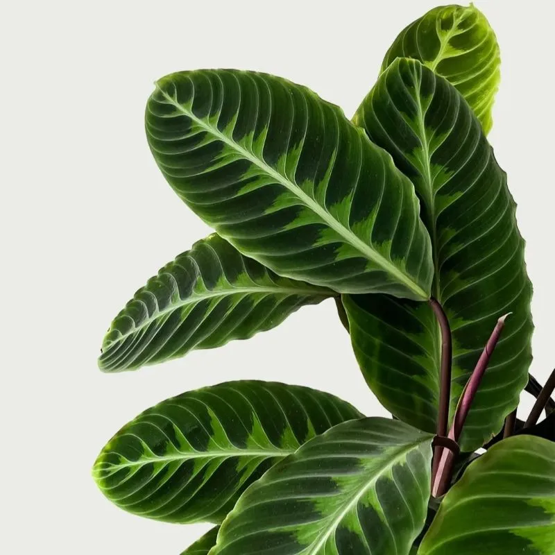 Velvet Calathea purple leaf undersides folding upward at night