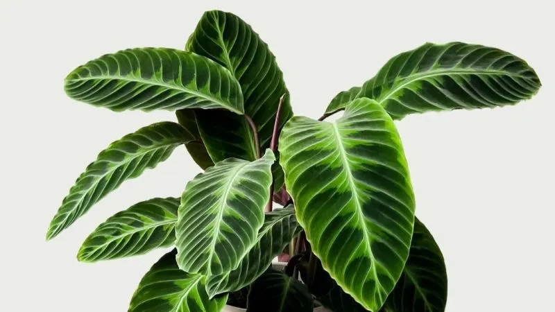 Calathea Warscewiczii (Velvet Calathea) Guide
