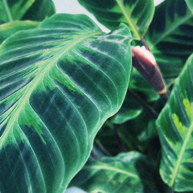 Calathea warscewiczii indoor plant showing soft velvety foliage