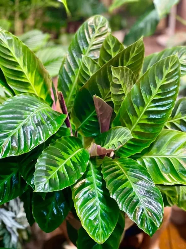 Calathea Warscewiczii (Velvet Calathea) Guide (10)