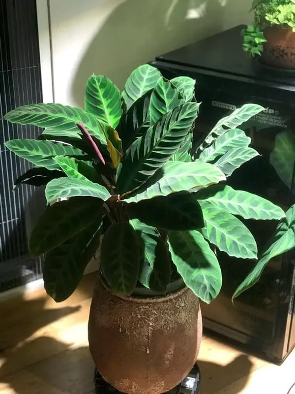 Calathea Warscewiczii (Velvet Calathea) Guide (10)