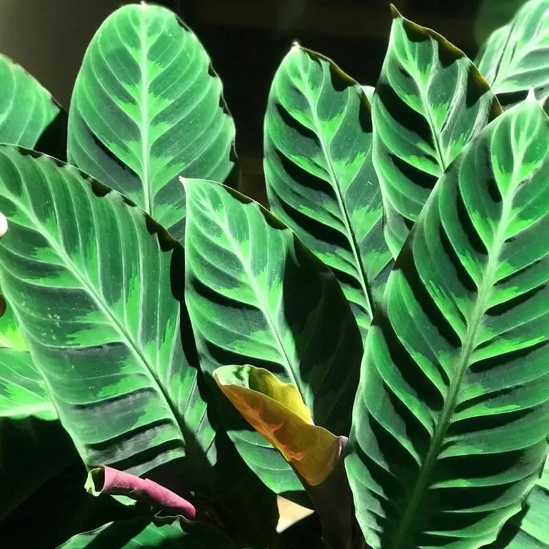 Healthy Velvet Calathea growing indoors in bright indirect light