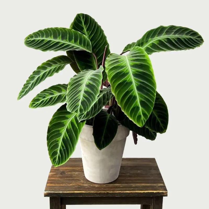 Calathea warscewiczii velvet leaves with deep green pattern