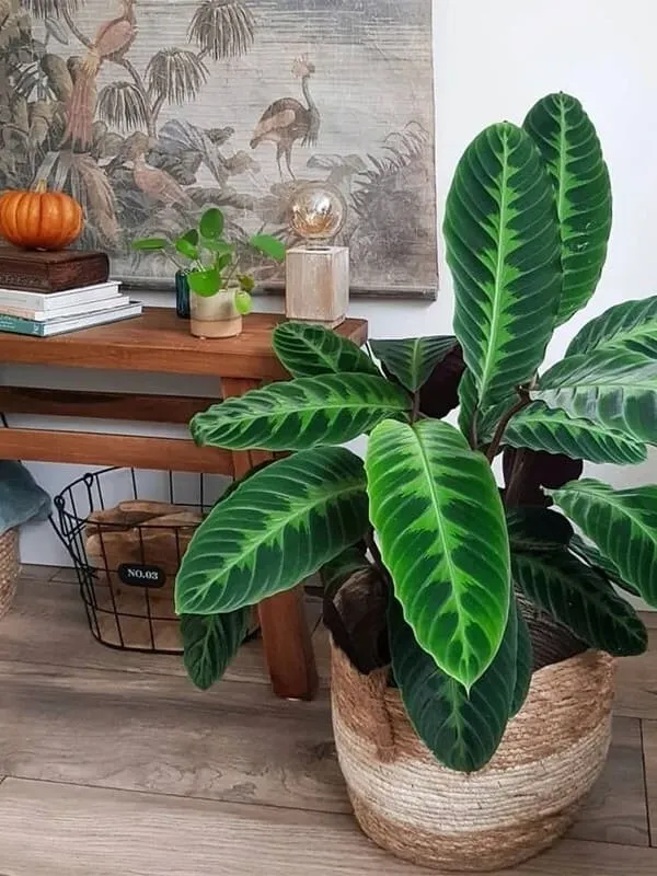 Calathea Warscewiczii (Velvet Calathea) Guide (10)