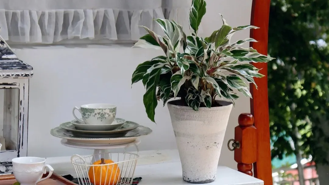 Calathea White Fusion Variegated Beauty Care Guide