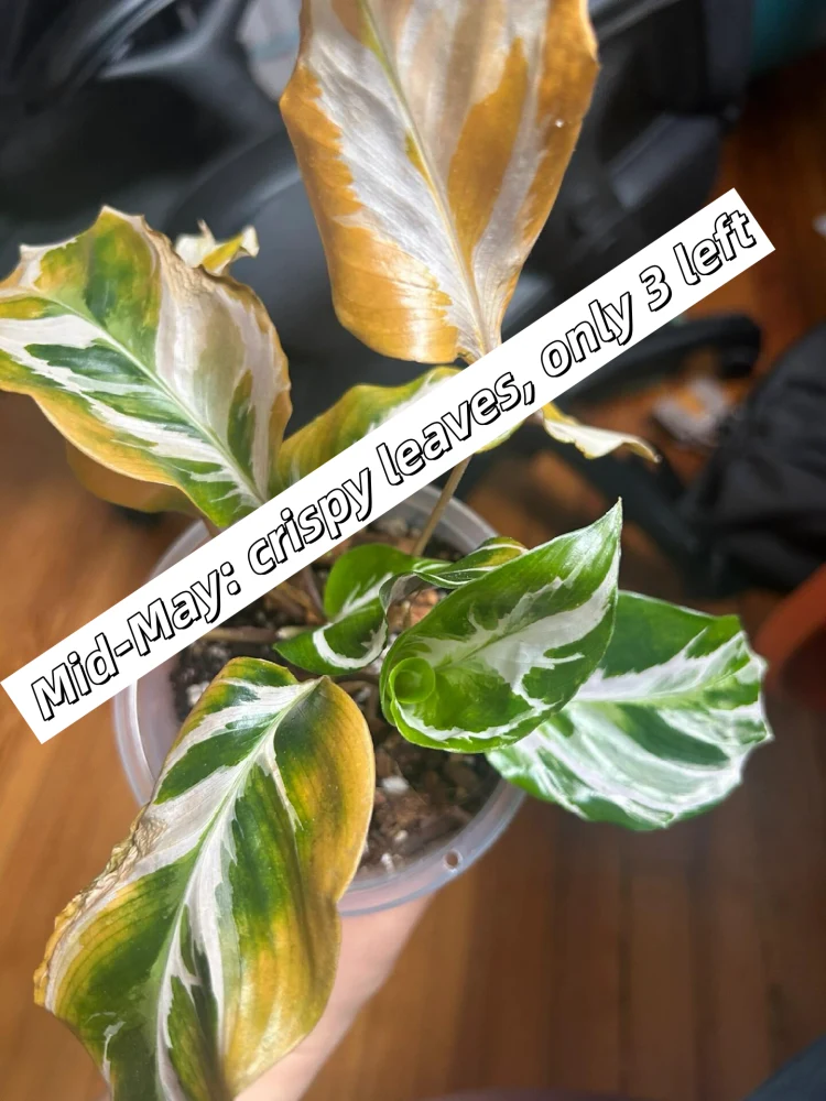 calathea online kaufen Calathea Stripestar online kaufen main image 1