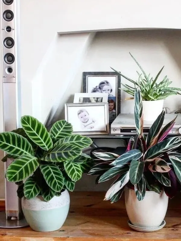 Calathea Zebrina (Zebra Plant) Care & Propagation Guide (4)