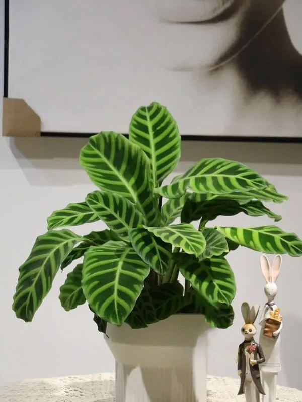 Calathea Zebrina (Zebra Plant) Care & Propagation Guide (4)