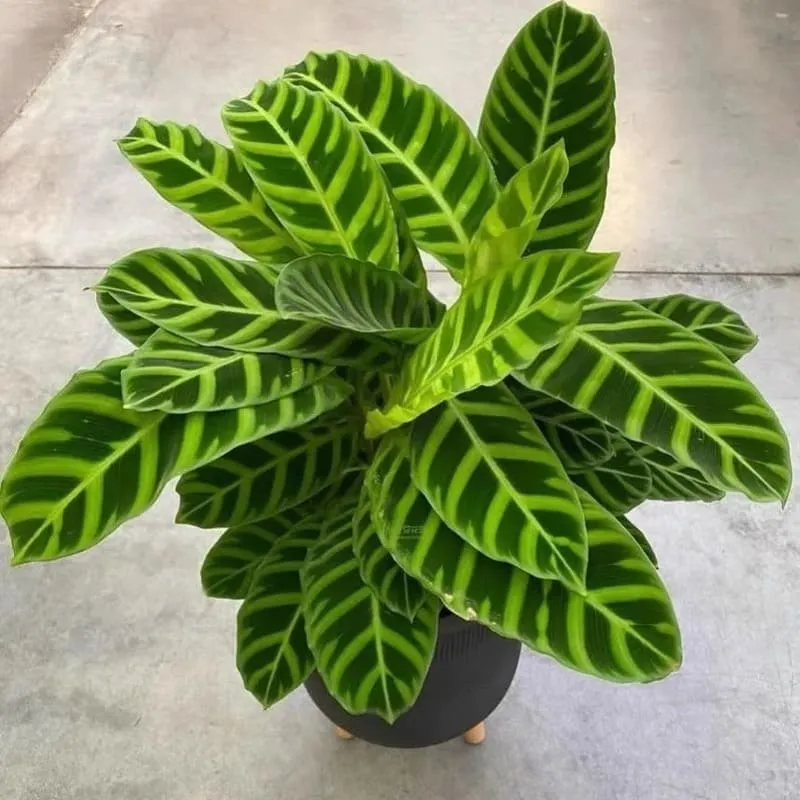 Calathea Zebrina (Zebra Plant) Care & Propagation Guide (4)