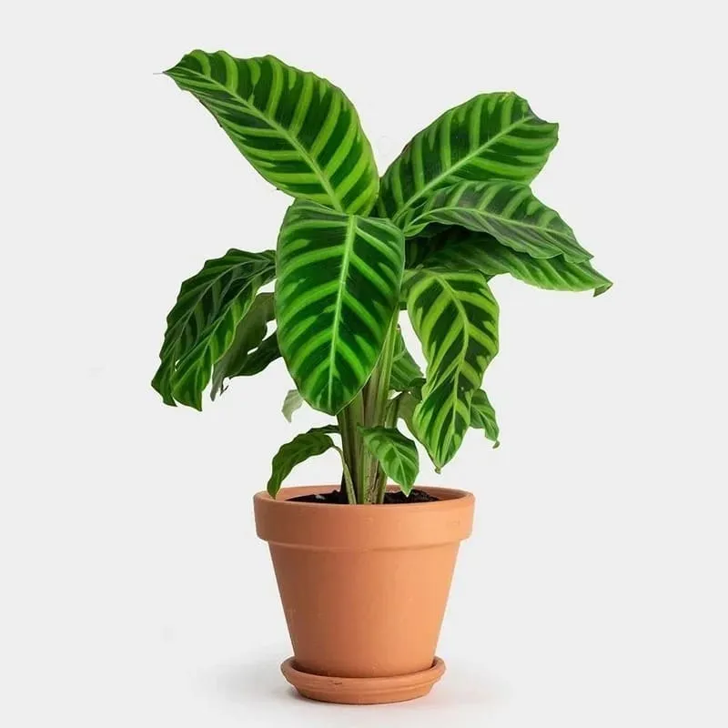 Calathea Zebrina (Zebra Plant) Care & Propagation Guide (4)