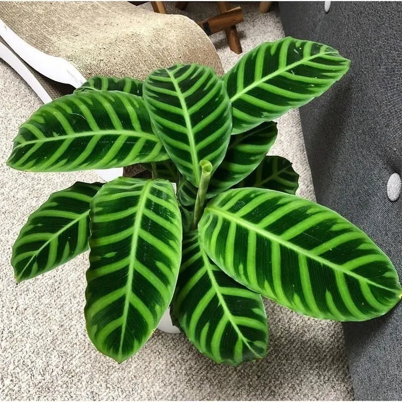 Calathea Zebrina (Zebra Plant) Care & Propagation Guide (4)