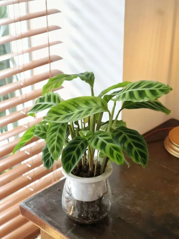 Calathea Zebrina (Zebra Plant) Care & Propagation Guide