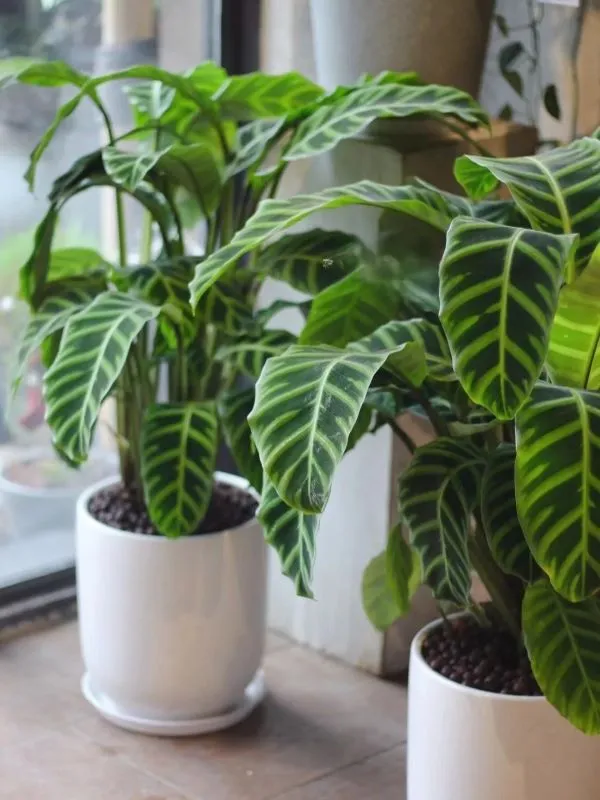 Calathea Zebrina (Zebra Plant) Care & Propagation Guide