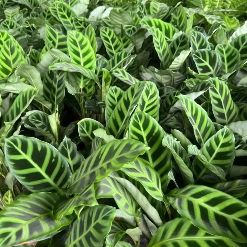 Calathea Zebrina (Zebra Plant) Care & Propagation Guide