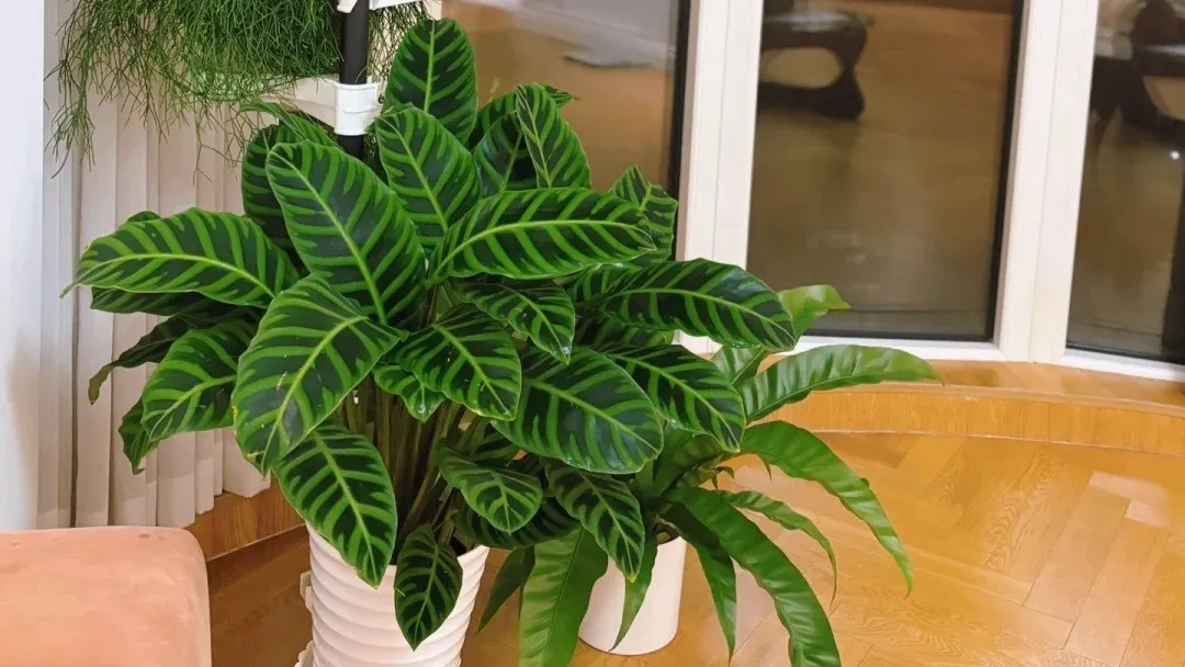 Calathea Zebrina (Zebra Plant) Care & Propagation Guide