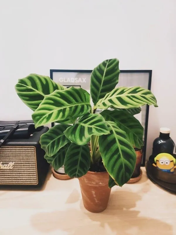 Calathea Zebrina (Zebra Plant) Care & Propagation Guide (4)