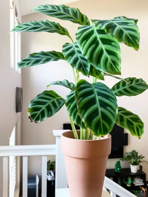 Calathea Zebrina (Zebra Plant) Care & Propagation Guide (4)