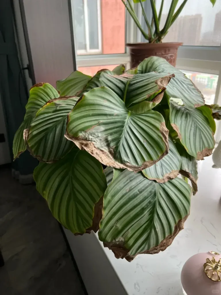 Close-up of Calathea orbifolia leaves with chronic brown edges and curling margins