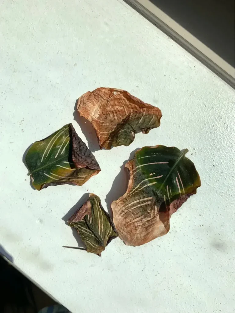 Severely damaged Calathea ornata leaves removed during early recovery and pest control