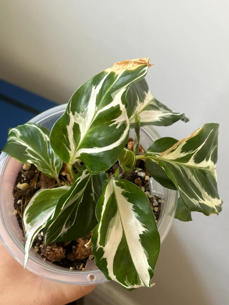 Calathea White Fusion Recovery: How Mine Came Back After Spider Mites and Crispy Leaves 7 Recovered Calathea White Fusion with new green and white variegated leaves after sunburn, yellow leaves, and spider mite damage