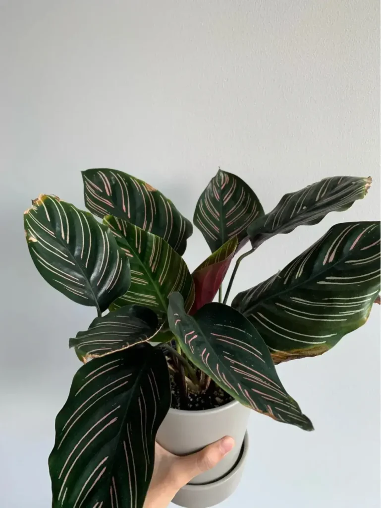 Healthy Calathea ornata with upright leaves and fresh growth after repotting, airflow, and light care