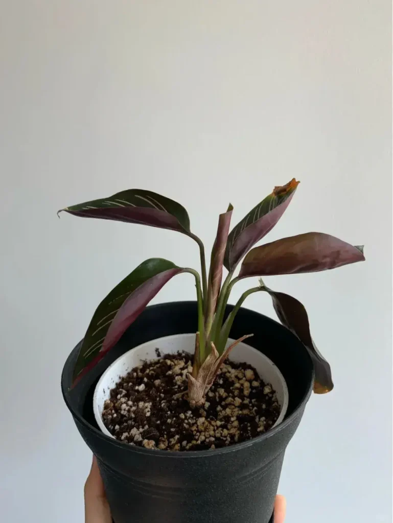 Rescued Calathea ornata with drooping leaves, pest damage, and visible stress before recovery