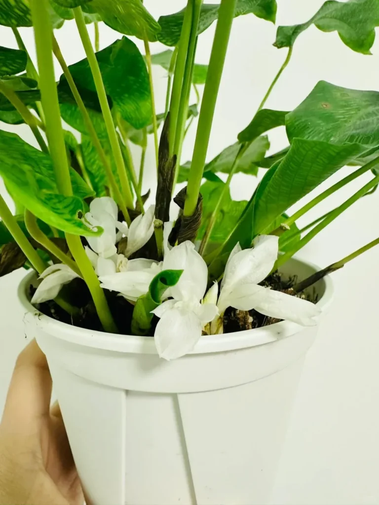 The Calathea That Just… Never Gave Me Trouble