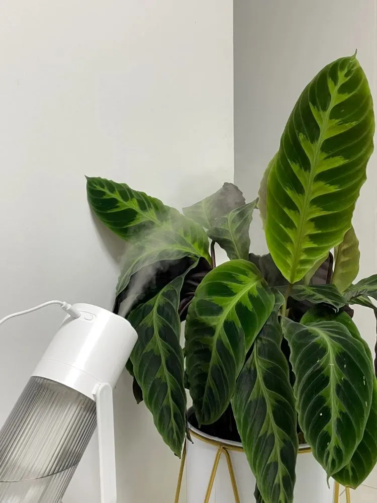 The Calathea That Taught Me How Much Humidity Really Matters