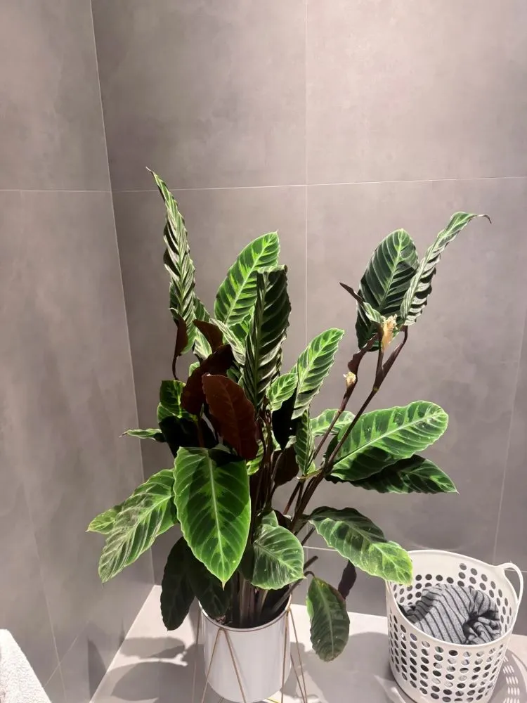The Calathea That Taught Me How Much Humidity Really Matters