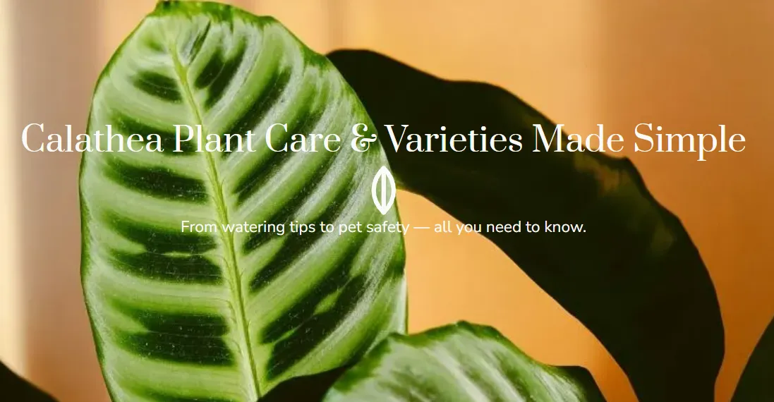 calatheaplant.com-OpenGraph Thumbnail