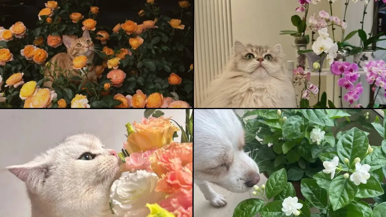 Best 30 Pet-Safe Houseplants for Cat & Dog Owners