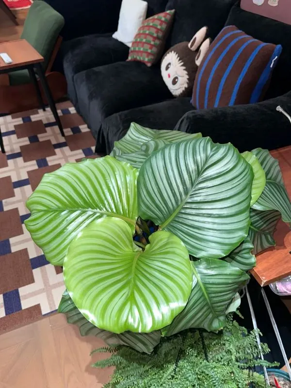 I stopped chasing the “perfect water” and started using what suits my rhythm — this Calathea is proof it works.